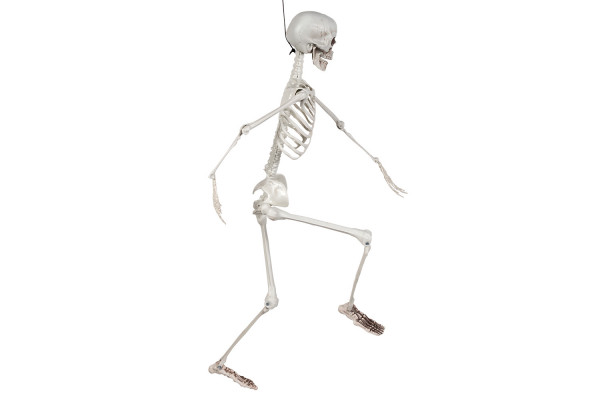 squelette blanc