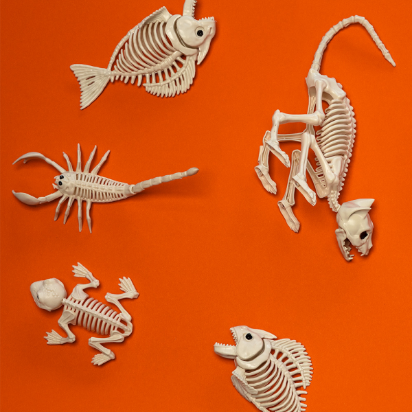 Squelette de Chat 49 x 18 x 14 cm – Décoration Halloween