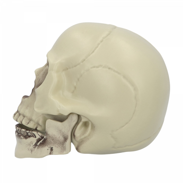 Tête de Mort Décorative 15 x 20 x 16 cm – Halloween