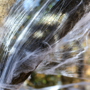 toile d'araignée 2